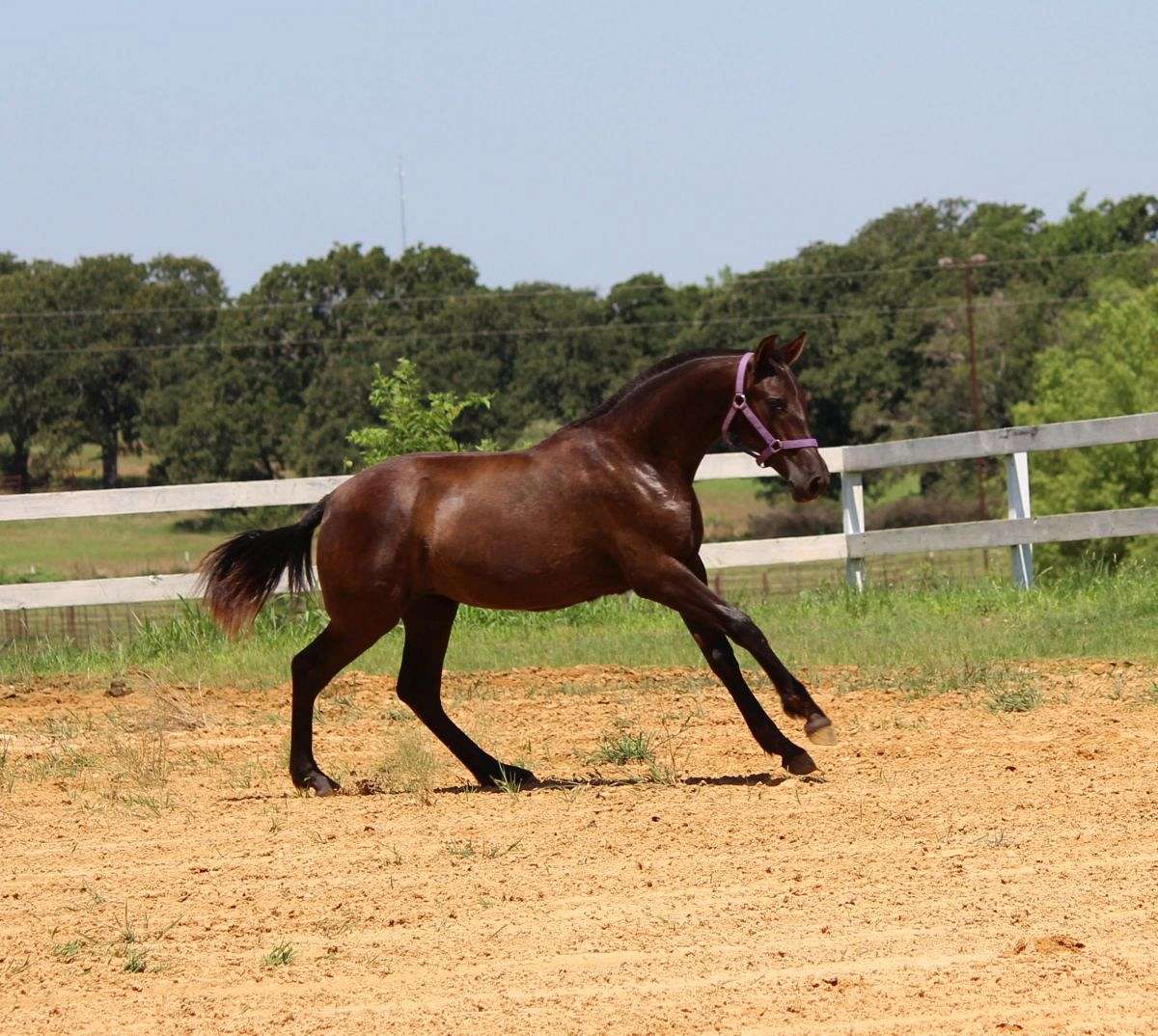 andalusian-breeders-horse